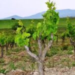 alberello-di-vite