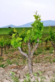 alberello-di-vite