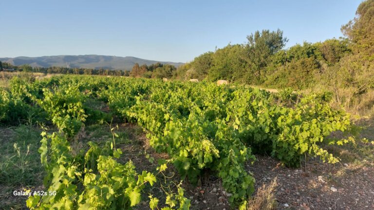vigna-alberello-1